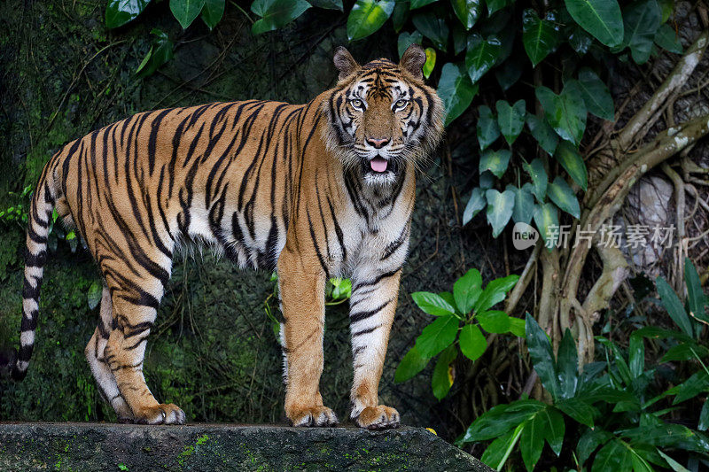 Close up Indochinese tiger is beautiful animal and dangerous in forest